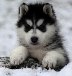 Siberian Husky Nordic Fire