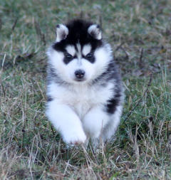 Siberian Husky Nordic Fire