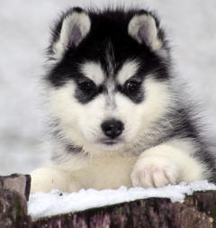 Siberian Husky Nordic Fire