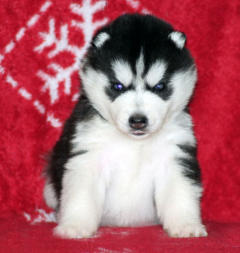 Siberian Husky Nordic Fire