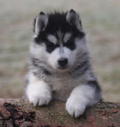 Siberian Husky Nordic Fire