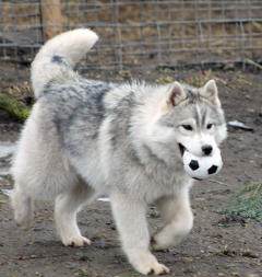 Siberian Husky Nordic Fire