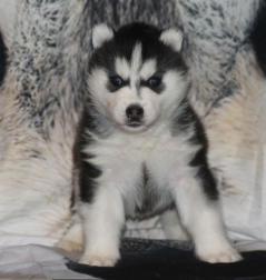 Siberian Husky Nordic Fire