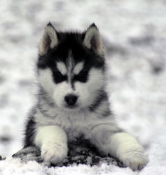 Siberian Husky Nordic Fire