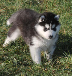 Siberian Husky Nordic Fire