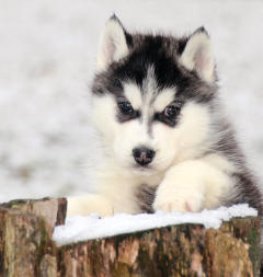 Siberian Husky Nordic Fire