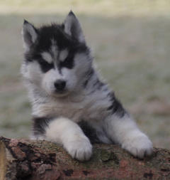 Siberian Husky Nordic Fire