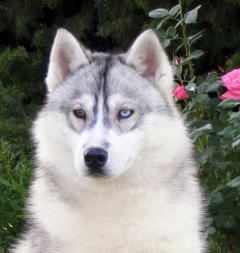 Siberian Husky Nordic Fire