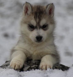 Siberian Husky Nordic Fire