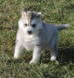 Siberian Husky Nordic Fire