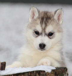 Siberian Husky Nordic Fire