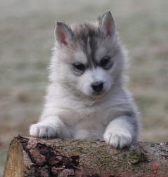 Siberian Husky Nordic Fire