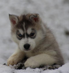 Siberian Husky Nordic Fire