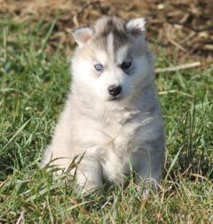 Siberian Husky Nordic Fire