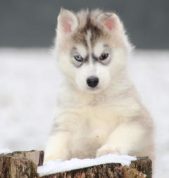 Siberian Husky Nordic Fire