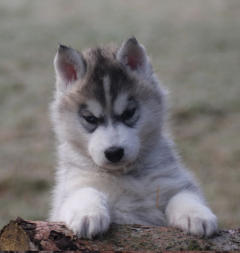 Siberian Husky Nordic Fire