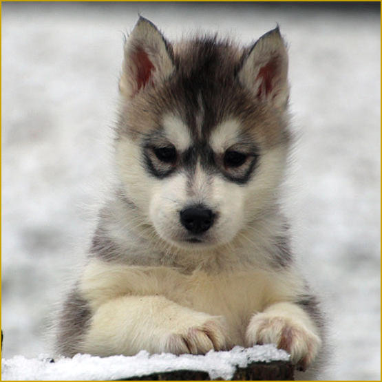 Siberian Husky Nordic Fire