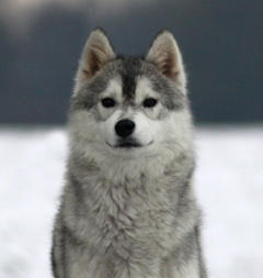 Siberian Husky Nordic Fire