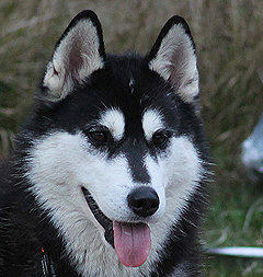 Siberian Husky Nordic Fire