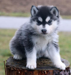 Siberian Husky Nordic Fire