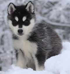 Siberian Husky Nordic Fire