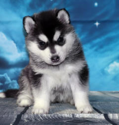 Siberian Husky Nordic Fire