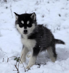 Siberian Husky Nordic Fire