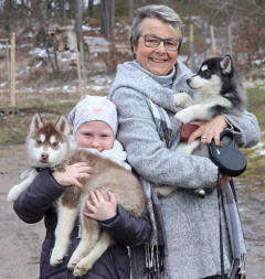 Siberian Husky Nordic Fire