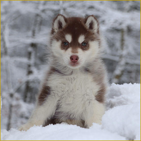 Siberian Husky Nordic Fire