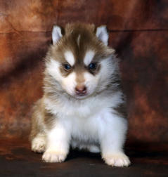 Siberian Husky Nordic Fire