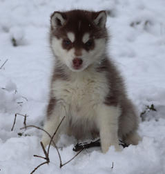 Siberian Husky Nordic Fire