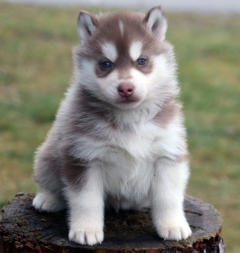 Siberian Husky Nordic Fire