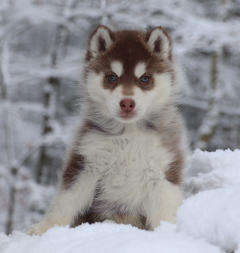 Siberian Husky Nordic Fire