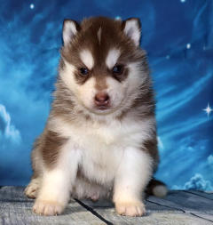 Siberian Husky Nordic Fire