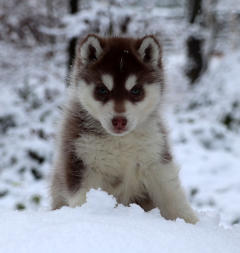 Siberian Husky Nordic Fire