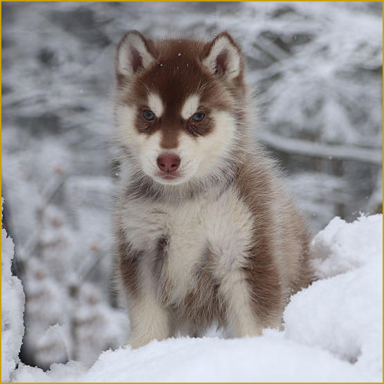 Siberian Husky Nordic Fire