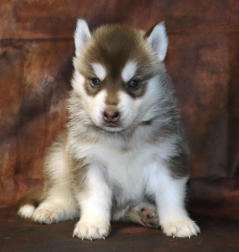 Siberian Husky Nordic Fire