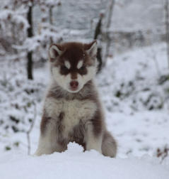 Siberian Husky Nordic Fire