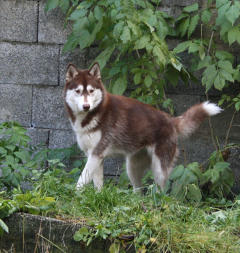 Siberian Husky Nordic Fire