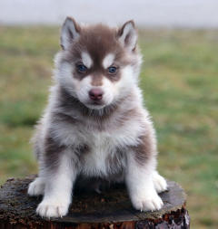 Siberian Husky Nordic Fire