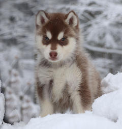 Siberian Husky Nordic Fire