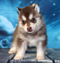 Siberian Husky Nordic Fire