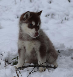 Siberian Husky Nordic Fire