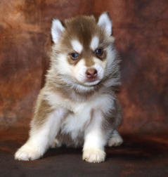 Siberian Husky Nordic Fire