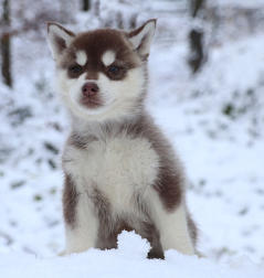 Siberian Husky Nordic Fire