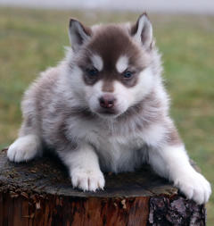 Siberian Husky Nordic Fire