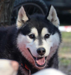 Siberian Husky Nordic Fire