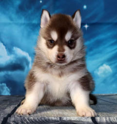 Siberian Husky Nordic Fire