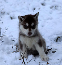 Siberian Husky Nordic Fire