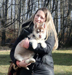 Siberian Husky Nordic Fire